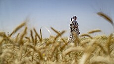 Kurdská dobrovolnice st�e�í pole s obilím u m�sta Al-Qahtaniyah na severu Sýrie...