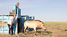 Klisna Zeta II vybhla v úterý 4. ervna 2024 z pepravního boxu do...