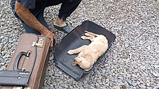 Ve �t�pánov� na Olomoucku n�kdo pohodil dv� zb�dovaná �t��ata. Fenka (na...