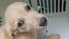 Ve �t�pánov� na Olomoucku n�kdo pohodil dv� zb�dovaná �t��ata.