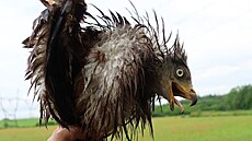 Samice lu�áka byla natolik zmoklá, �e nedokázala létat. Ochraná�i ji ve své...