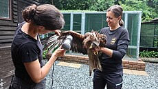 Samice lu�áka byla natolik zmoklá, �e nedokázala létat. Ochraná�i ji ve své...