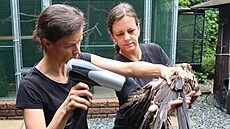 Samice lu�áka byla natolik zmoklá, �e nedokázala létat. Ochraná�i ji ve své...