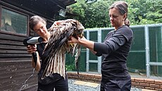 Samice lu�áka byla natolik zmoklá, �e nedokázala létat. Ochraná�i ji ve své...