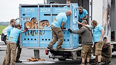 Praská zoo transportuje kon Pevalského do Kazachstánu (3. ervna 2024)