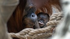 Malý sameek orangutana z praské zoologické zahrady dostal jméno Harapan. (2....