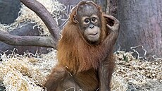 Kawi, starí mlád orangutana z praské zoo. (2. ervna 2024)