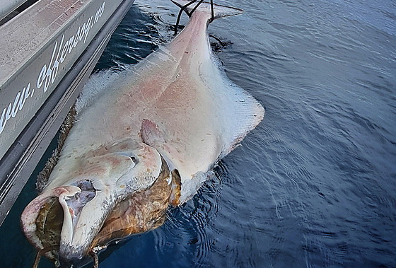 190 cm a p�es 100 kg. To u� je po�ádná ryba.