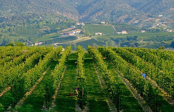 Vinice poblí italského Conegliana, odkud pochází nejlepí prosecco na svt....
