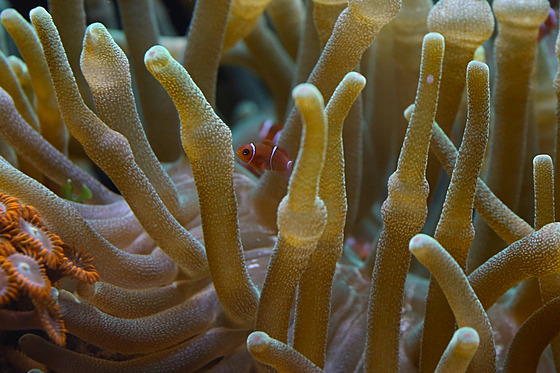 �estitýdenní mlád� klauna ostnitého skrývající se v sasance