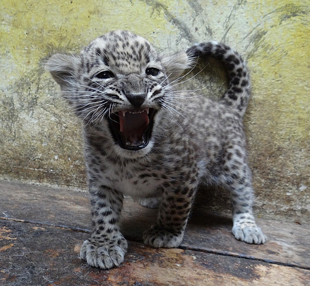 První veterinární kontrola ukázala zamstnancm zoologické zahrady v Jihlav,...