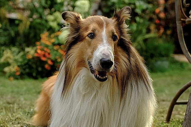 Legendární Lassie se zase vrací. Tentokrát už má vlastního kaskadéra