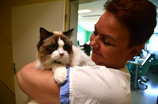 Kočka, co připomíná plyšáka. Pacientům nemocnice pomáhá zvířecí terapie