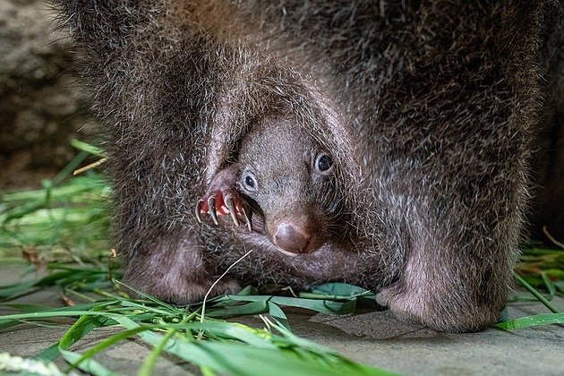 První v Česku vrhnutý vombat je samička. Dostala jméno podle Tasmánie