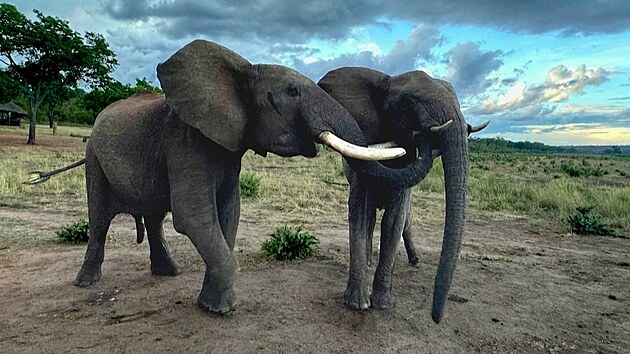 Jak se zdrav sloni? Pozdravy jsou pro slony stejn sloit jako pro lidi