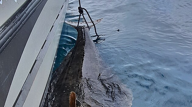 Ob��ho halibuta pos�dka zdol�vala dv� hodiny.