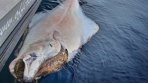 190 cm a p�es 100 kg. To u� je po��dn� ryba.