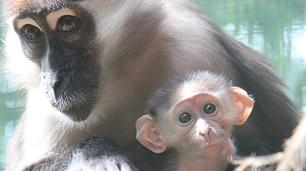 Mangabej rudohlav s mldtem v Zoo Hodonn. (erven 2024)