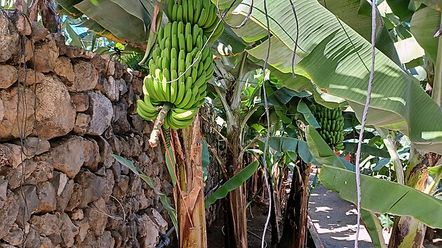Bannov plant na Tenerife