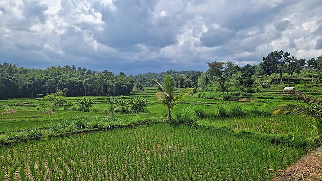V centru ostrova se rozl�haj� r��ov� pole, kter� �iv� v�t�inu obyvatel Lomboku.