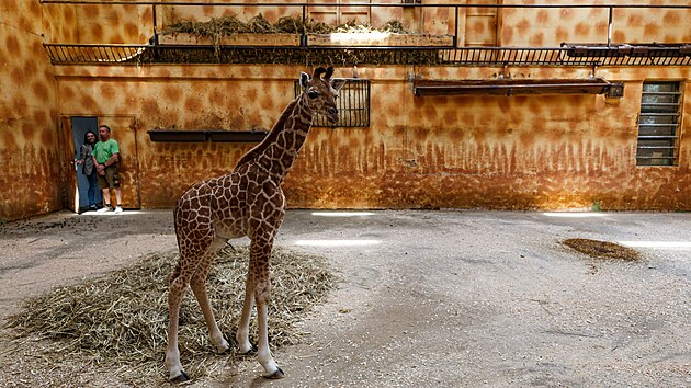 V olomouck zoologick zahrad u je k vidn mld, kter po tkm porodu peilo jen dky pi oetovatel. (19. ervna 2024)