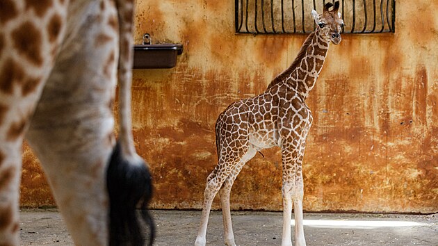 V olomouck zoologick zahrad u je k vidn mld, kter po tkm porodu peilo jen dky pi oetovatel. (19. ervna 2024)