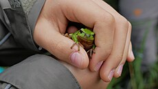 V podmá�ené lokalit� �afranice se nachází také n�kolik t�ní, které jsou domovem...