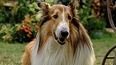 Z filmu Lassie: Nové dobrodruství