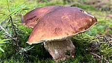 H�iby smrkové za�ínají r�st na Lan�krounsku na Orlickoústecku.