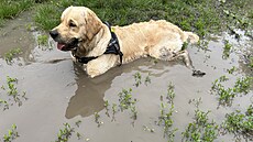 Zlatý retrívr na procházce