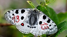 Chovatel motýl Milo Andres spolen s ochránci pírody vypustili ve...