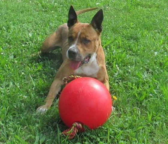 Nejdéle eká na svého opatrovníka americký pitbul jménem Leo, který je v útulku...