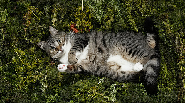 Kočky milují bylinky. Klidně se v nich vyválejí, z některých jsou v rauši