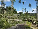 Pten bouka pokodila 30 tisc strom v lesch Mendelovy univerzity.
