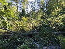 Pten bouka pokodila 30 tisc strom v lesch Mendelovy univerzity. Lid do...