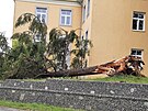 Zlomený strom po bouce v areálu magistrátu v Opav (20. ervna 2024)