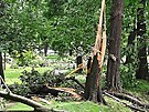 Poniené stromy po bouce v Mstských sadech v Opav (20. ervna 2024)