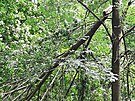 Poniené stromy po bouce v Mstských sadech v Opav (20. ervna 2024)
