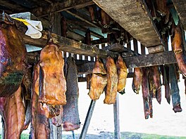 Islandská specialita hákarl se p�ipravuje ze �raloka malohlavého nebo �raloka...