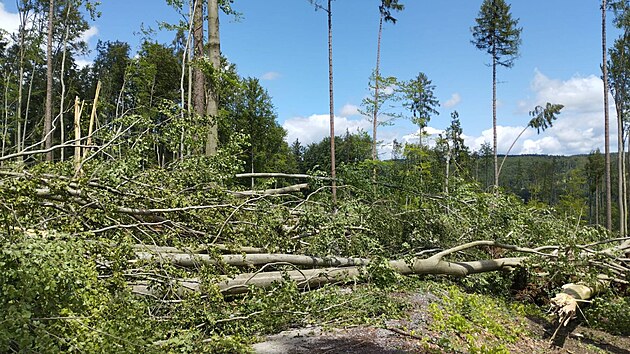 Pátení bouka pokodila 30 tisíc strom v lesích Mendelovy univerzity.