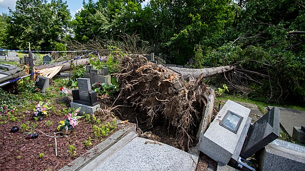 Popadan� stromy na h�bitov� v �esk�m T��n�. (26. �ervna 2024)