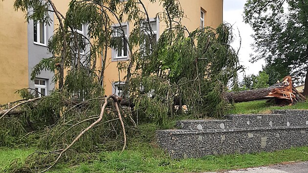 Zlomen strom po bouce v arelu magistrtu v Opav (20. ervna 2024)