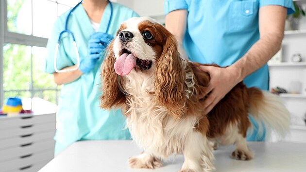 ilustra�n� sn�mek