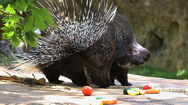 Dikobrazi maj v chomutovskm zooparku vylepen vbh.