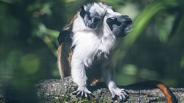 Zlnsk zoo pedstavila mld tamarna pestrho. Odchov kriticky ohroen drpkat opice se podail poprv v historii zahrady. (erven 2024)