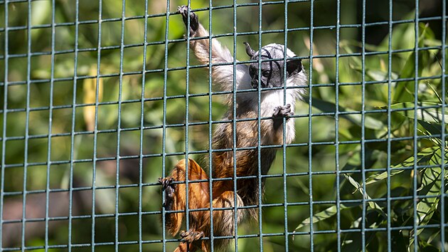 Zlnsk zoo pedstavila mld tamarna pestrho. Odchov kriticky ohroen drpkat opice se podail poprv v historii zahrady. (erven 2024)