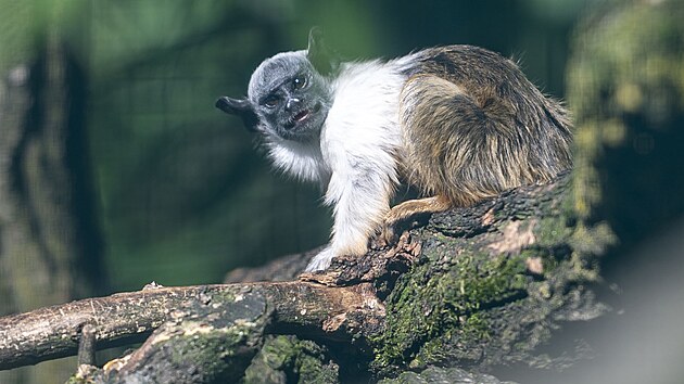 Zlnsk zoo pedstavila mld tamarna pestrho. Odchov kriticky ohroen drpkat opice se podail poprv v historii zahrady. (erven 2024)