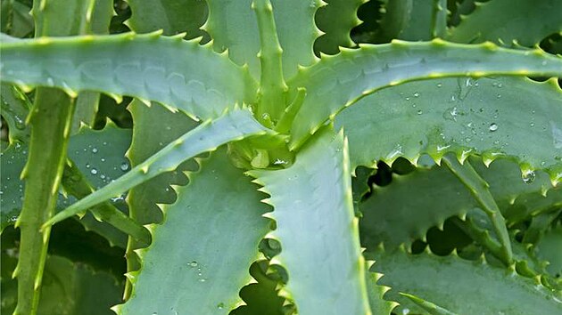 Aloe prav (Aloe vera) - iDNES.cz