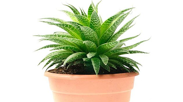 Aloe prav (Aloe vera) - iDNES.cz
