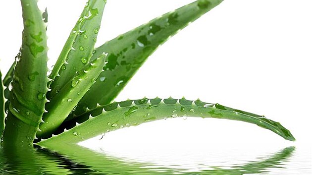 Aloe pravá